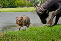 Critters & Animals (NEW!)